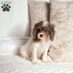 Rex, Cavapoo Puppy