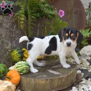 Rex, Jack Russell Mix Puppy