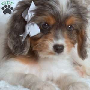 Rex, Cavapoo Puppy