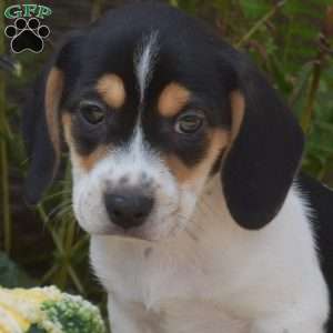 Rex, Jack Russell Mix Puppy