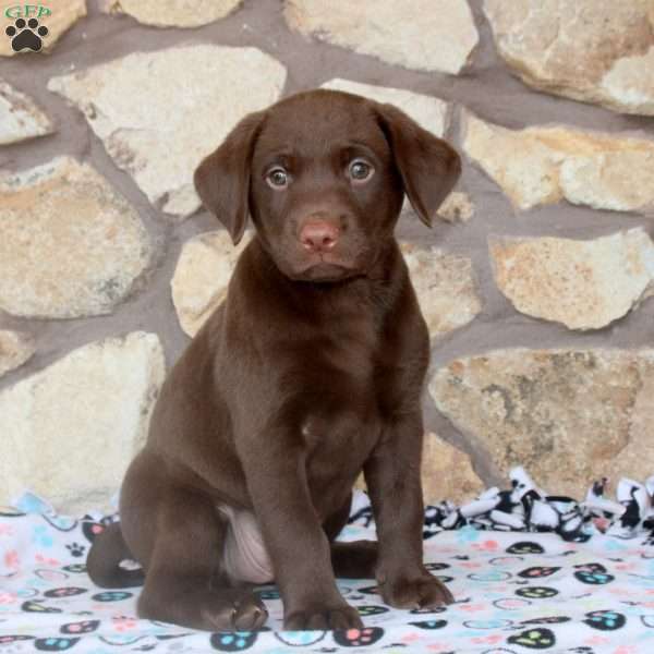 Rhett, Chocolate Labrador Retriever Puppy