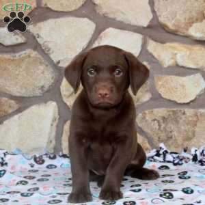 Rhett, Chocolate Labrador Retriever Puppy