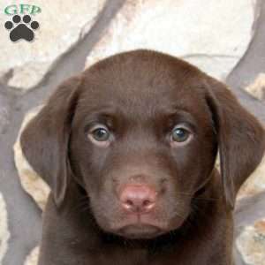 Rhett, Chocolate Labrador Retriever Puppy