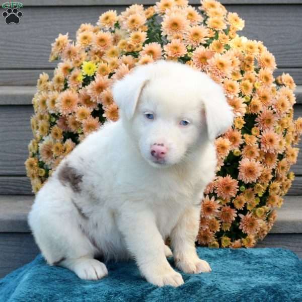 Rhoda, Australian Shepherd Puppy