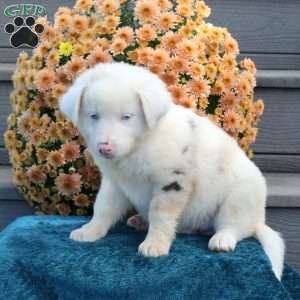 Rhoda, Australian Shepherd Puppy
