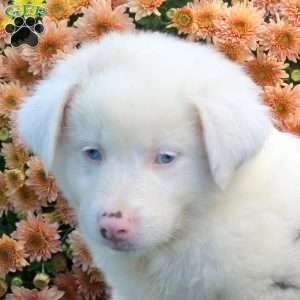 Rhoda, Australian Shepherd Puppy