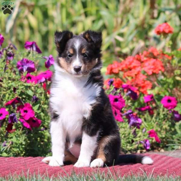Riana, Sheltie Puppy