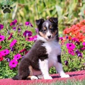Riana, Sheltie Puppy