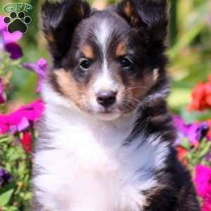 Riana, Sheltie Puppy