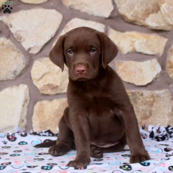 Rich, Chocolate Labrador Retriever Puppy