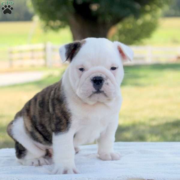 Rich, English Bulldog Puppy