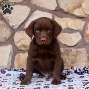 Rich, Chocolate Labrador Retriever Puppy