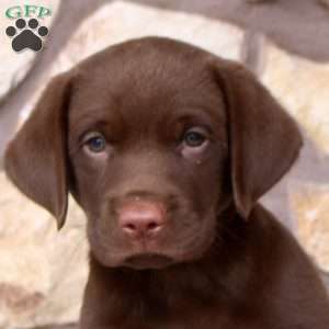 Rich, Chocolate Labrador Retriever Puppy