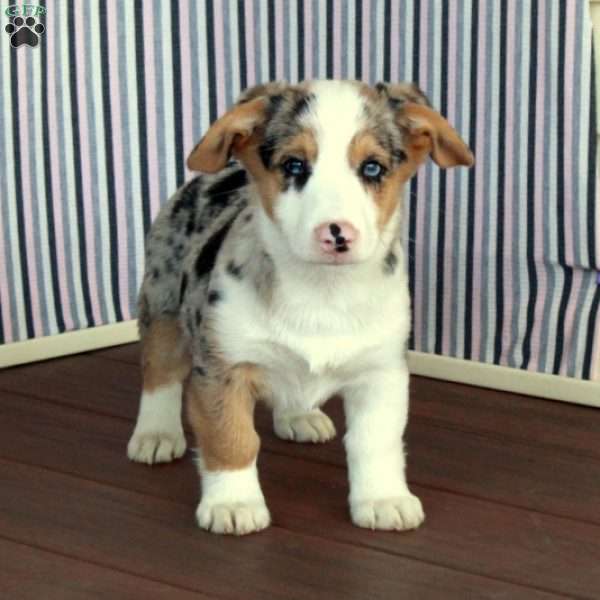 Richard, Pembroke Welsh Corgi Puppy