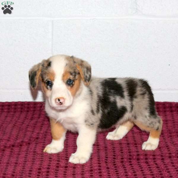 Richard, Pembroke Welsh Corgi Puppy