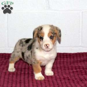Richard, Pembroke Welsh Corgi Puppy