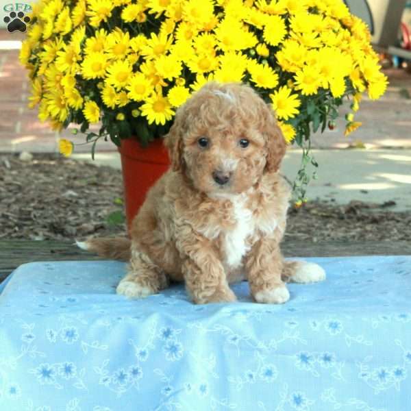 Ricky, Miniature Poodle Puppy