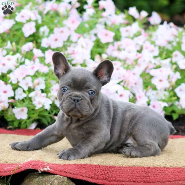 Ricky, French Bulldog Puppy