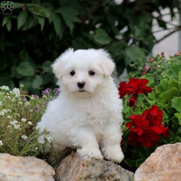 Ricky, Maltese Puppy