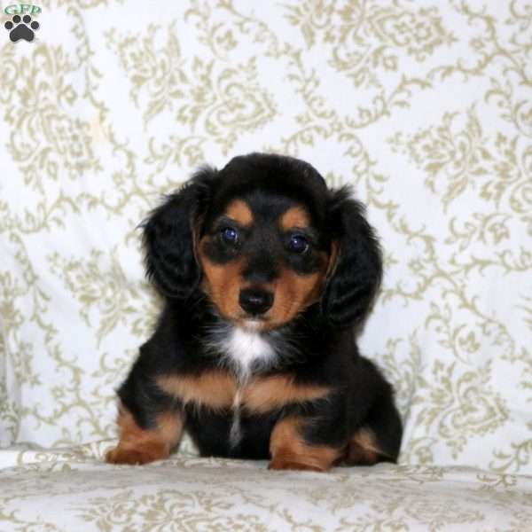 Ricky – Mini, Dachshund Puppy