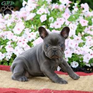 Ricky, French Bulldog Puppy