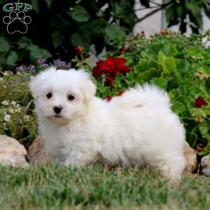 Ricky, Maltese Puppy