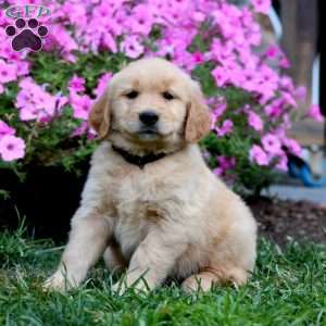 Ricky, Golden Retriever Puppy