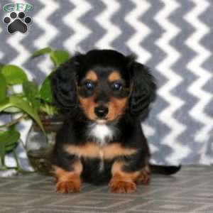 Ricky – Mini, Dachshund Puppy