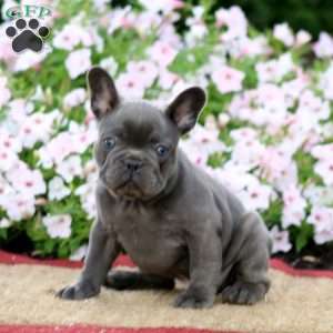 Ricky, French Bulldog Puppy
