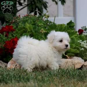 Ricky, Maltese Puppy