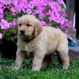 Ricky, Golden Retriever Puppy