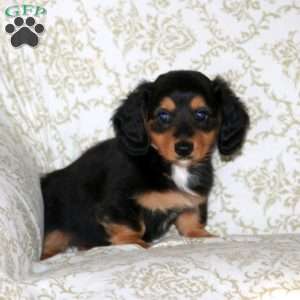 Ricky – Mini, Dachshund Puppy