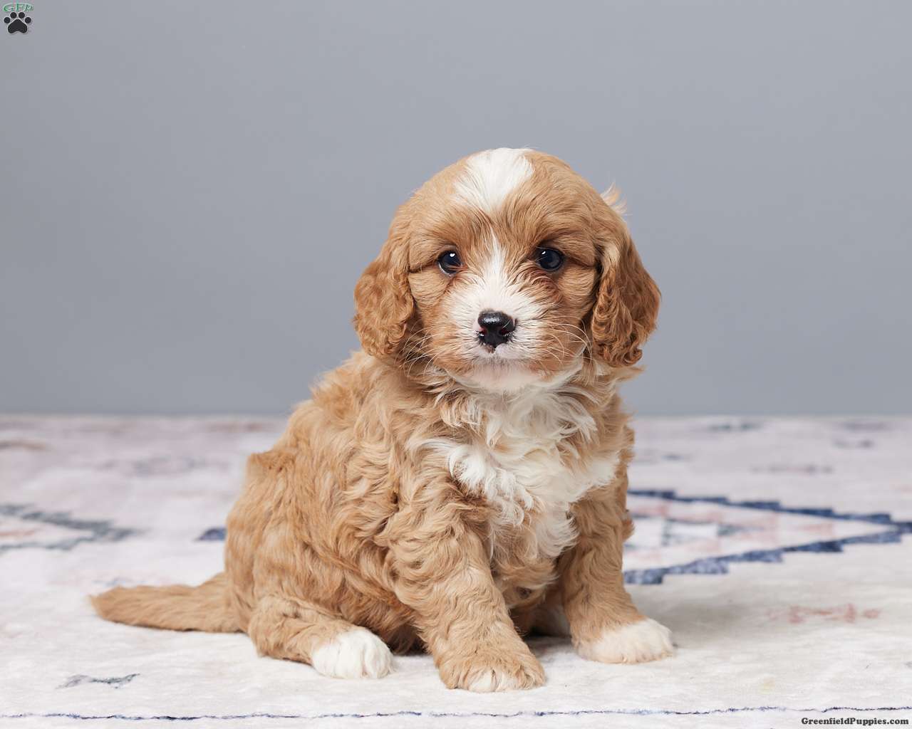 Riley - Cavapoo Puppy For Sale in Ohio