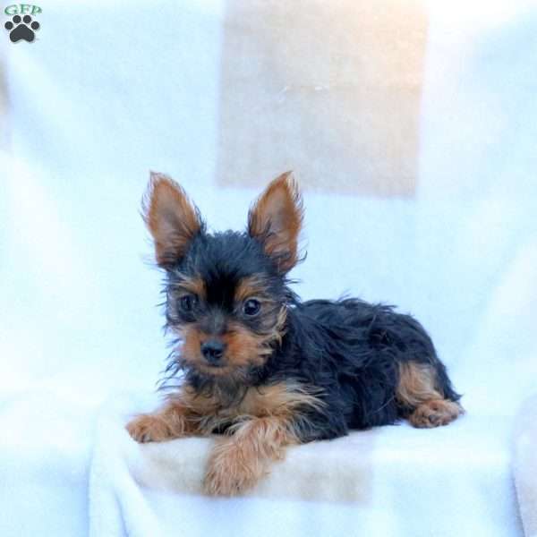 Riley, Yorkie Puppy