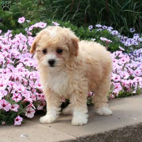 Riley, Bich-Poo Puppy