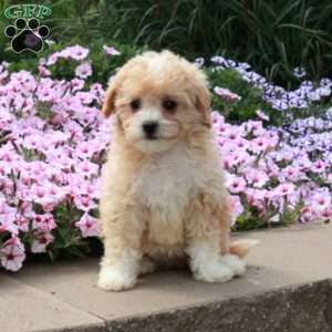 Riley, Bich-Poo Puppy