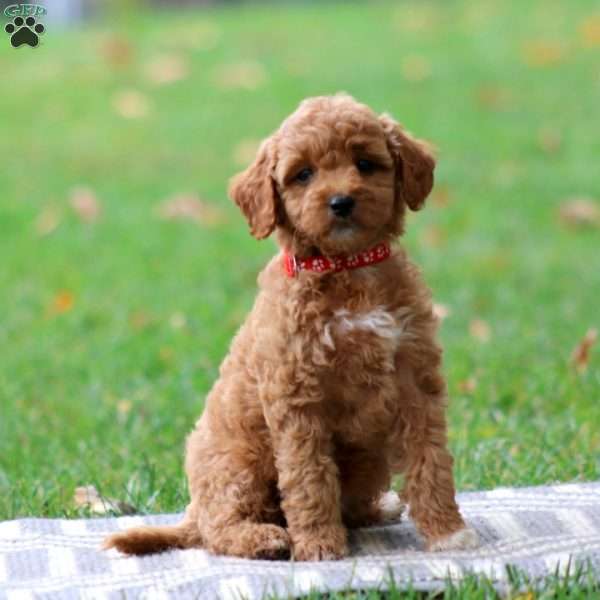 Riley, Goldendoodle Puppy