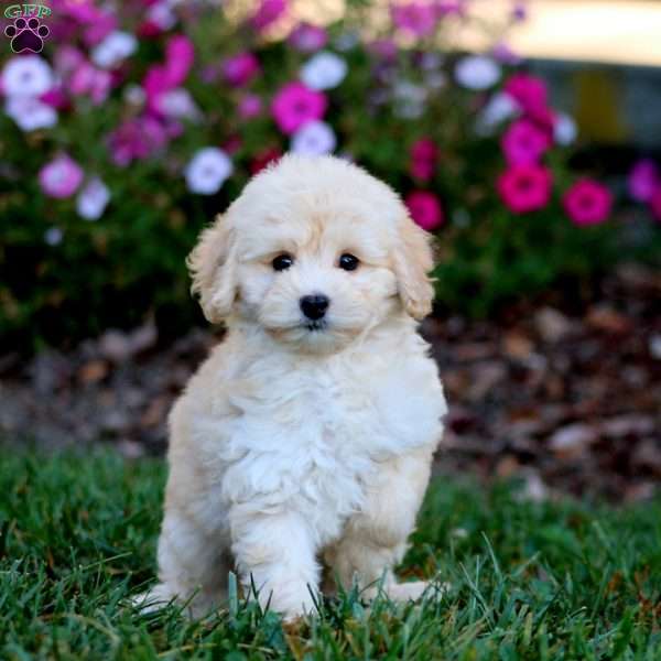Riley, Cockapoo Puppy