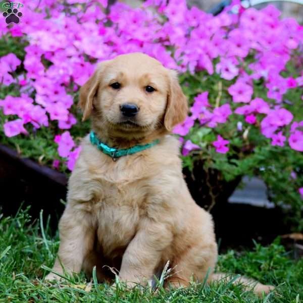 Riley, Golden Retriever Puppy