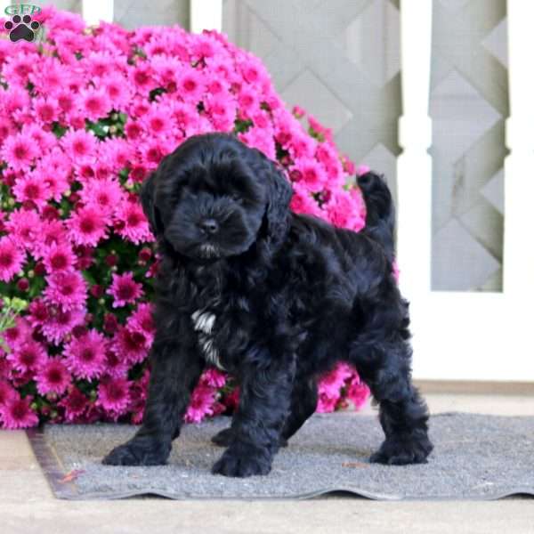 Riley, Shih-Poo Puppy