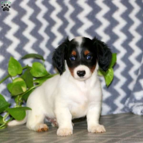 Riley – Mini, Dachshund Puppy