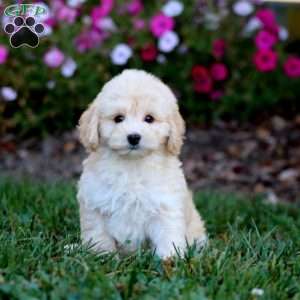 Riley, Cockapoo Puppy