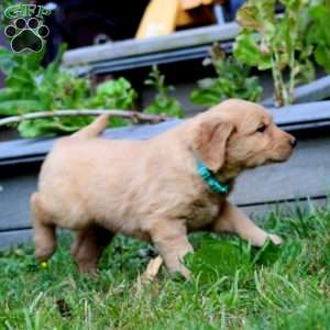 Riley, Golden Retriever Puppy