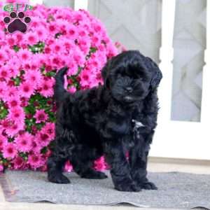 Riley, Shih-Poo Puppy