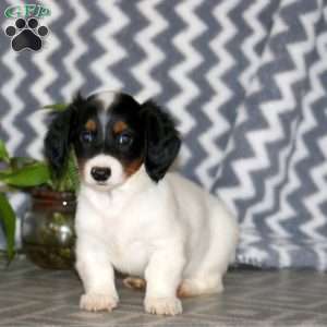 Riley – Mini, Dachshund Puppy