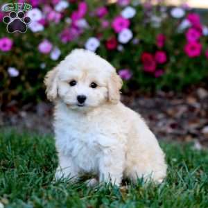Riley, Cockapoo Puppy