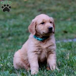Riley, Golden Retriever Puppy