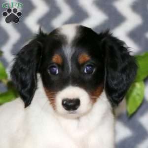Riley – Mini, Dachshund Puppy