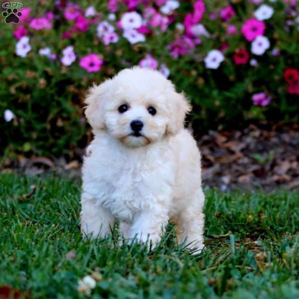 Rilynn, Cockapoo Puppy