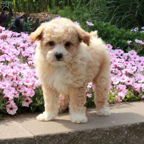 Rio, Bich-Poo Puppy